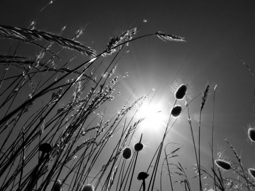 Grass In The Sky B &amp; W