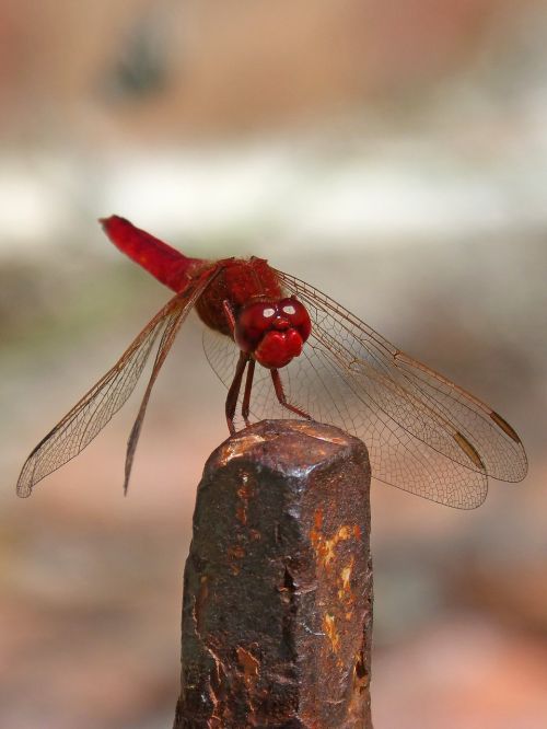 erythraea crocothemis red dragonfly raft