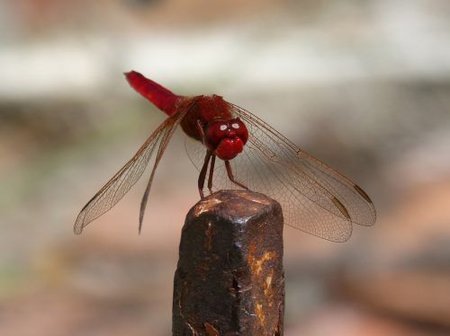 erythraea crocothemis red dragonfly raft