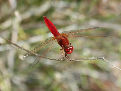 erythraea crocothemis red dragonfly branch