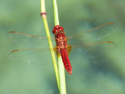erythraea crocothemis red dragonfly wetland