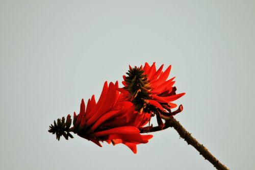 Erythrina Flowering