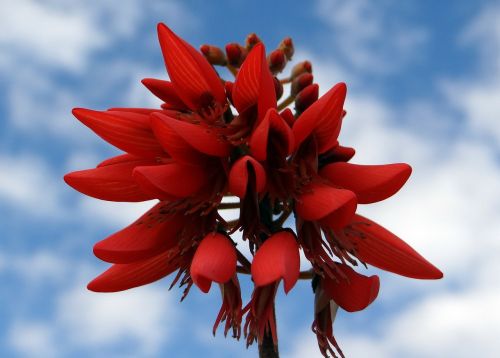erythrina indica scarlet flower