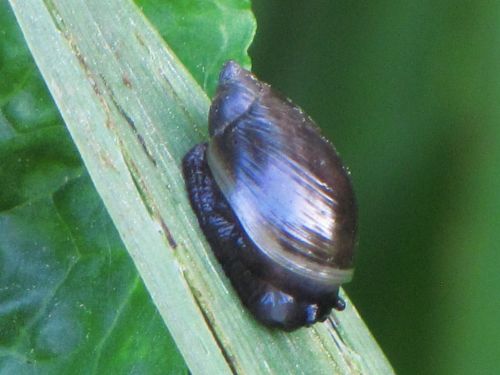 Snail In The Marshes