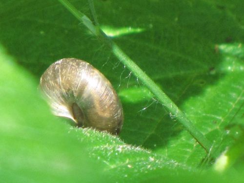 Black Snail On A Leaf