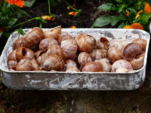 escargots snails collection