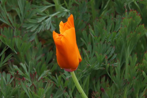 escholtzia  california poppy  plants