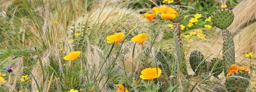 eschscholzia californica gold poppy sleepy