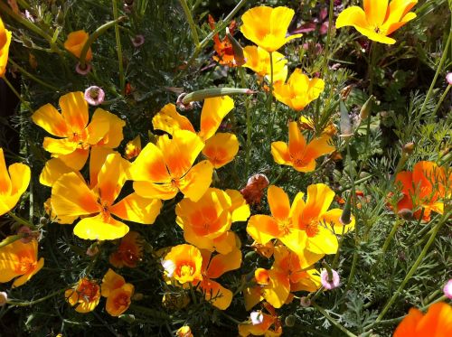 eschscholzia californica flowers yellow