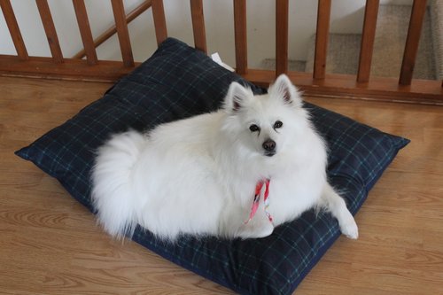 eskimo  dog  spitz