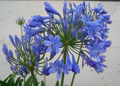 esőcseppes clivia blue flower flower garden