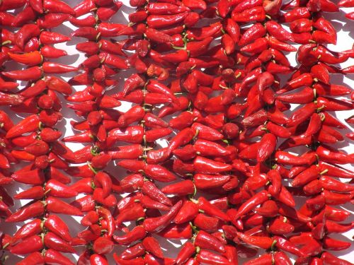 espelette basque country chili pepper
