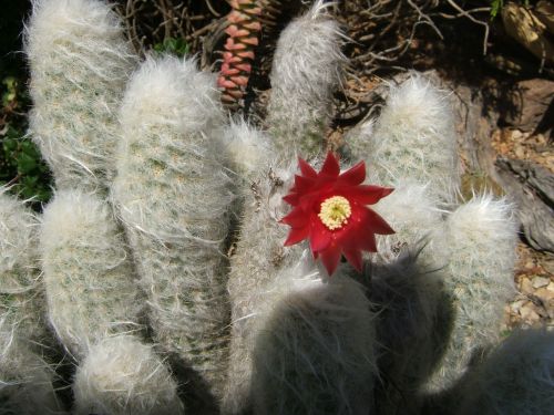 espostoa cactus flower