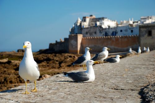 essaouira morocco africa