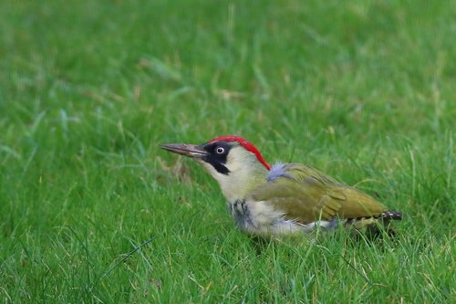 essex  bird  green woodpecker