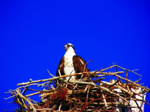 estero island osprey nest