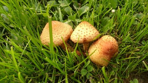 estonia fungus mushroom