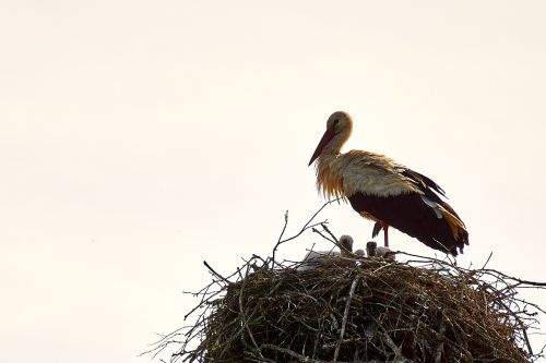 estonia stork bird