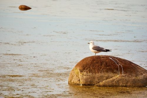 estonia baltic sea seagull