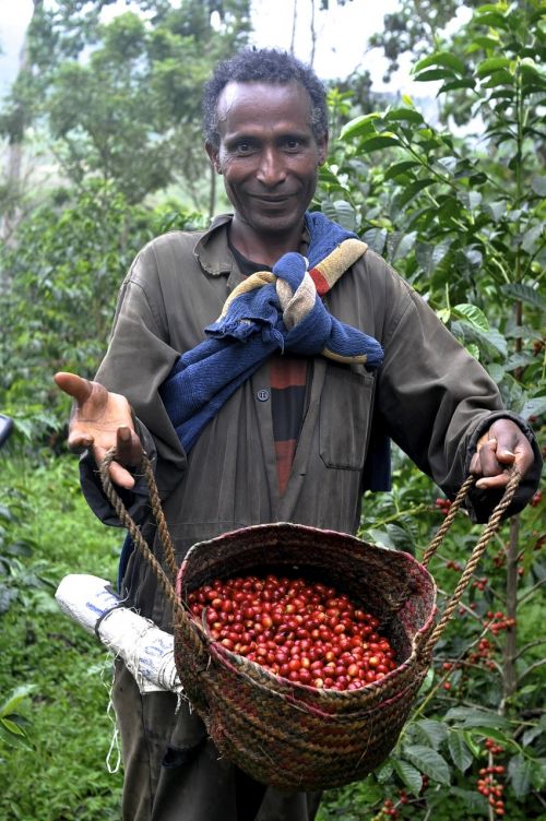 ethio coffee farm
