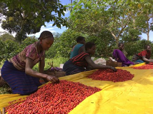 ethio coffee farm