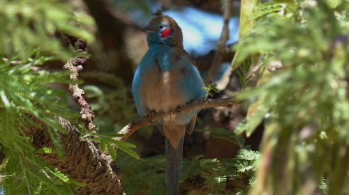 ethiopia bird africa