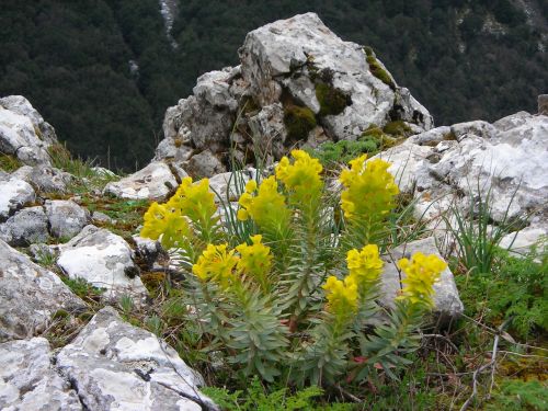 etna summit plant