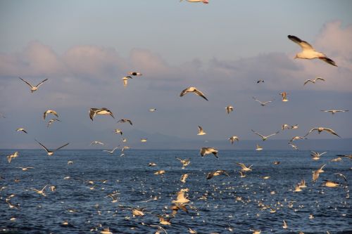 etorofu kuriles gulls