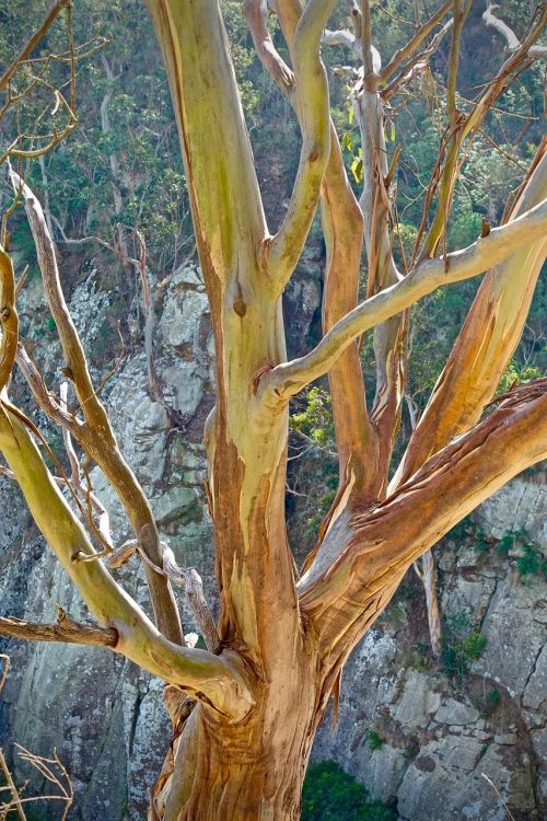 eucalyptus trunk native