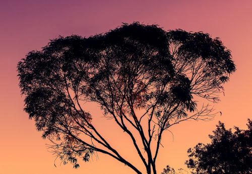 eucalyptus tree sunset