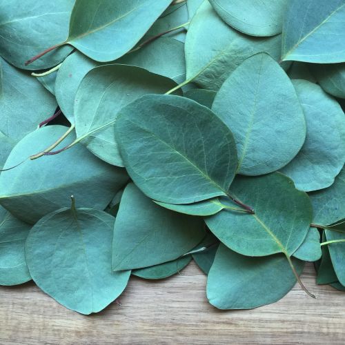 eucalyptus leaf plant