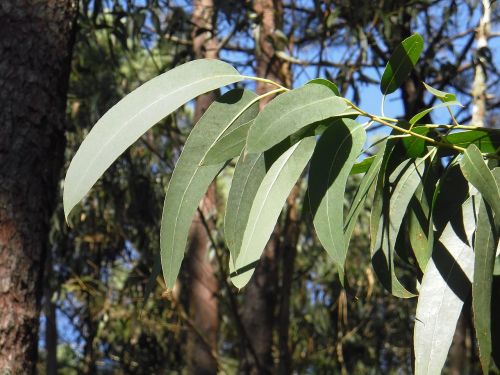 eucalyptus leaf leaves