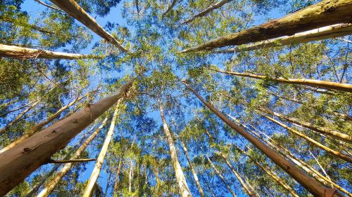 eucalyptus tree flora