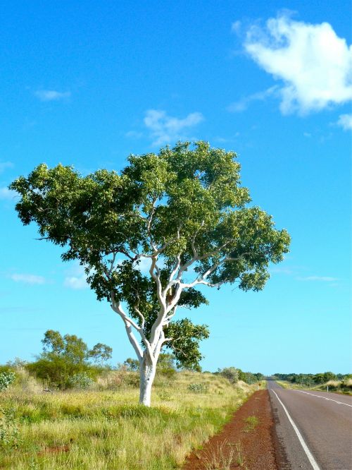 eucalyptus australia outback