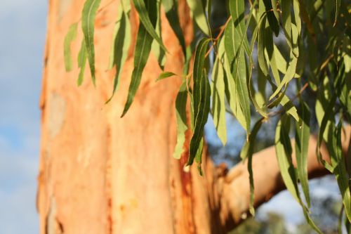 eucalyptus tree leaves