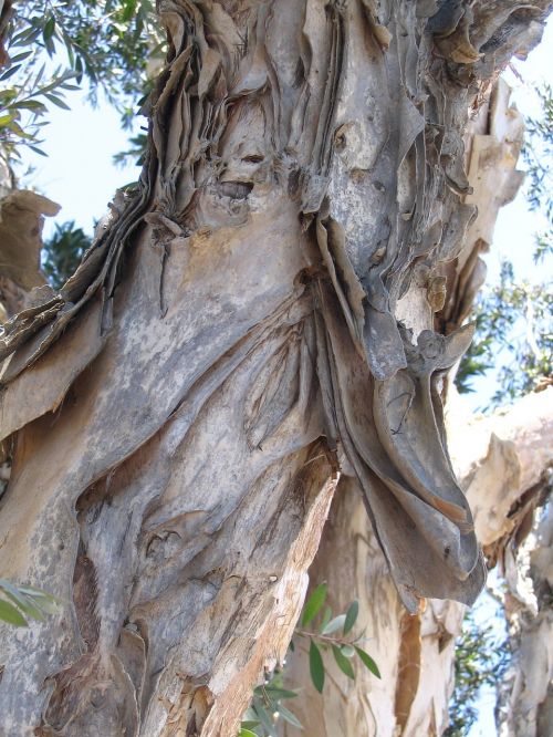 eucalyptus tree bark