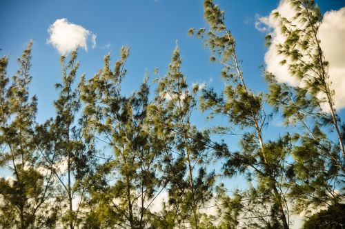 eucalyptus trees green