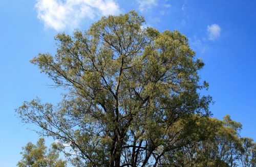 Eucalyptus Against Blue Sky