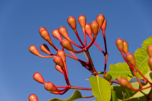 eucalyptus flower buds buds blossom