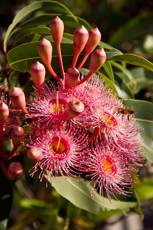 eucalyptus flowers flowers australian