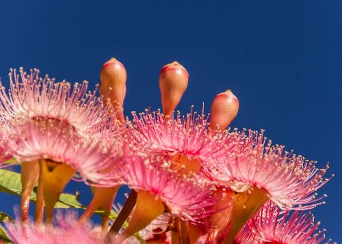 eucalyptus flowers flowers buds