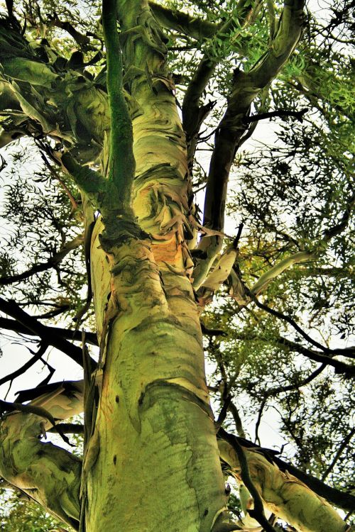 eucalyptus tree tree trunk