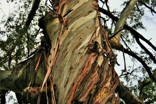 eucalyptus tree tree trunk