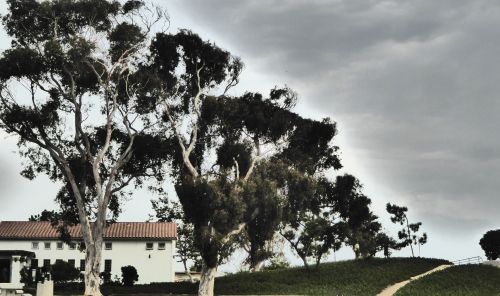 Eucalyptus Trees