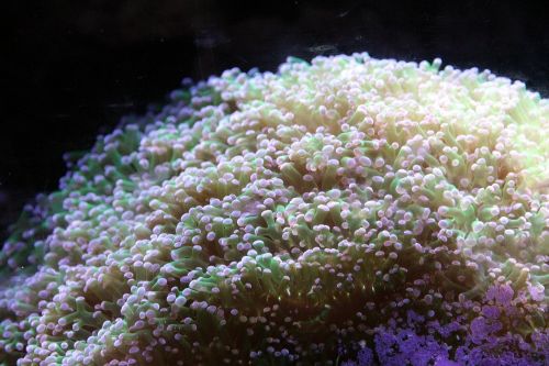 eufiliya euphyllia paraancora soft coral