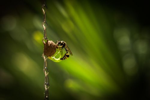 eumène wasp potter wasp