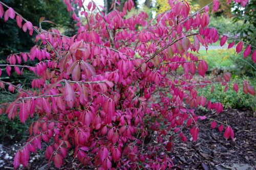 euonymus alatus euonymos fall foliage