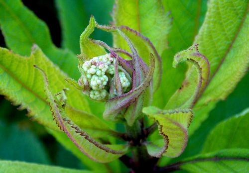 eupatorium cannabinum bud flower