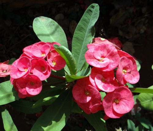 euphorbia pink flower
