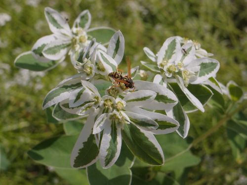 euphorbia fringed spurge flowers